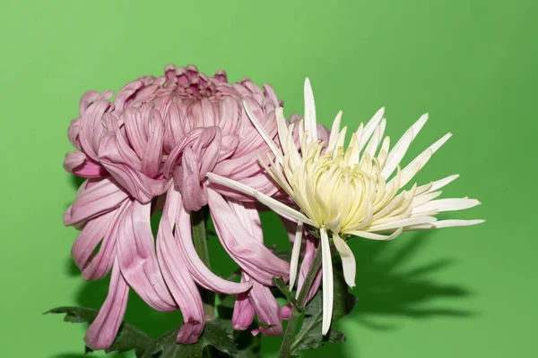 Güzel çiçeklerin yakın plan görüntüsü.