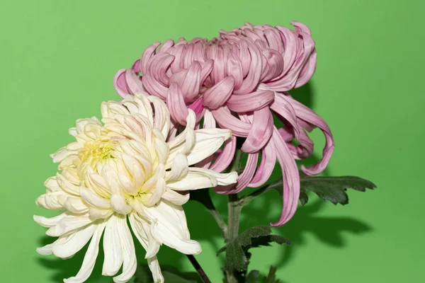 Mooie Chrysant Bloemen Groene Achtergrond — Stockfoto