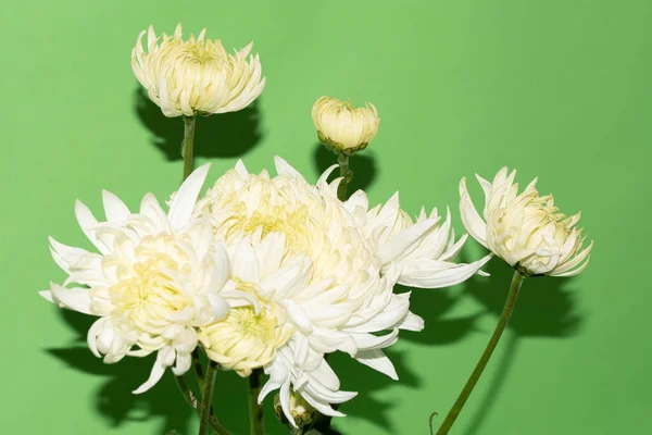 Close Uitzicht Boeket Van Mooie Bloemen — Stockfoto