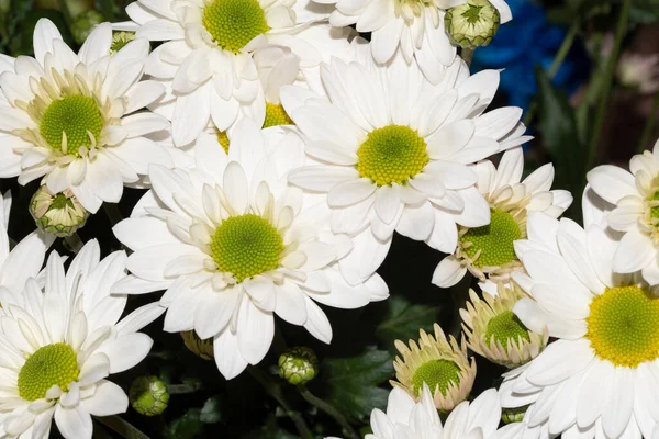 Крупним Планом Вид Букет Красивих Квітів — стокове фото