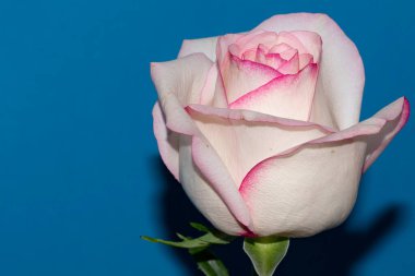 Mavi arka planda güzel bir gül çiçeği