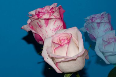 Mavi arka planda güzel gül çiçekleri