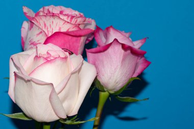 Mavi arka planda güzel gül çiçekleri