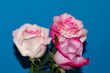 Mavi arka planda güzel gül çiçekleri