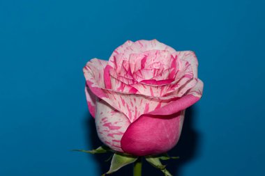Mavi arka planda güzel bir gül çiçeği