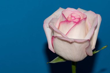 Mavi arka planda güzel bir gül çiçeği