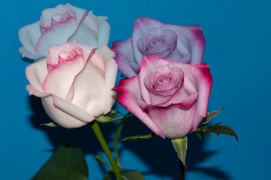 Mavi arka planda güzel gül çiçekleri