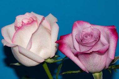 Mavi arka planda güzel gül çiçekleri