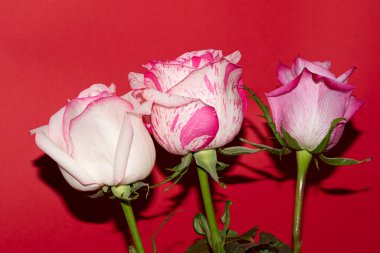 Kırmızı arka planda güzel güller