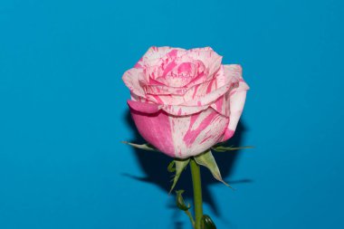 Mavi arka planda güzel bir gül çiçeği