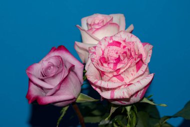 Mavi arka planda güzel gül çiçekleri