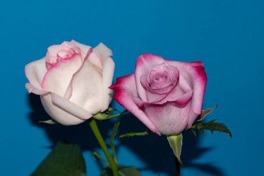 Mavi arka planda güzel gül çiçekleri