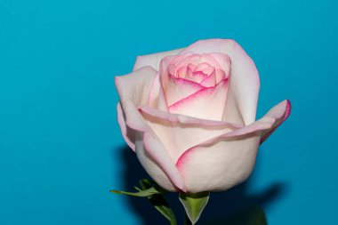 Mavi arka planda güzel bir gül çiçeği