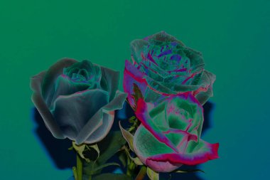 Güzel gül çiçeklerinin yakın plan görüntüsü, negatif