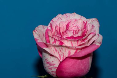 Mavi arka planda güzel bir gül çiçeği