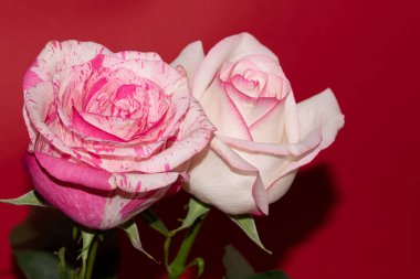 Kırmızı arka planda güzel güller