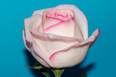 Mavi arka planda güzel bir gül çiçeği