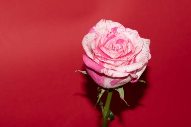 güzel gül kırmızı zemin üzerine