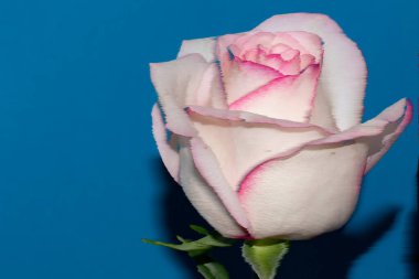 Mavi arka planda güzel bir gül çiçeği