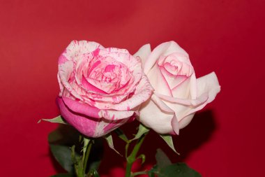 Kırmızı arka planda güzel güller