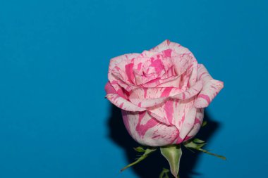 Mavi arka planda güzel bir gül çiçeği