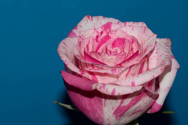 Mavi arka planda güzel bir gül çiçeği