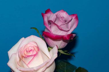 Mavi arka planda güzel gül çiçekleri