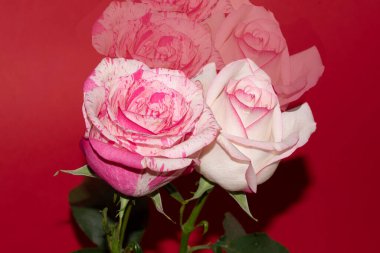 Kırmızı arka planda güzel güller