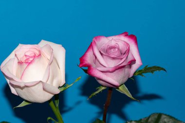 Mavi arka planda güzel gül çiçekleri