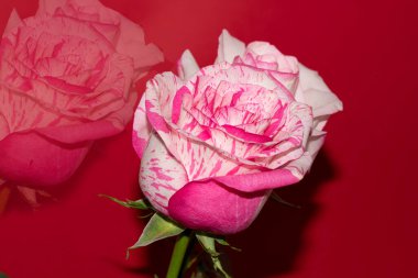 Kırmızı arka planda güzel güller