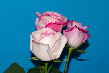 Mavi arka planda güzel gül çiçekleri