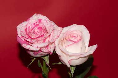 Kırmızı arka planda güzel güller