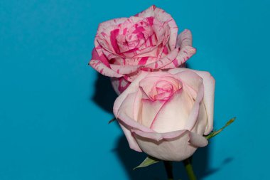 Mavi arka planda güzel gül çiçekleri