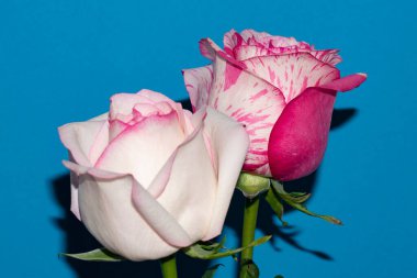 Mavi arka planda güzel gül çiçekleri