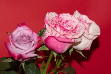 Kırmızı arka planda güzel güller