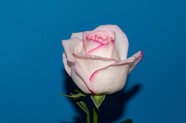 Mavi arka planda güzel bir gül çiçeği