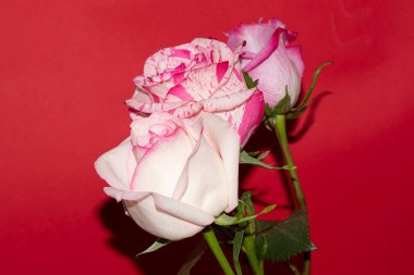 Kırmızı arka planda güzel güller