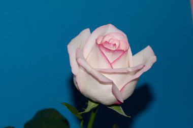 Mavi arka planda güzel bir gül çiçeği