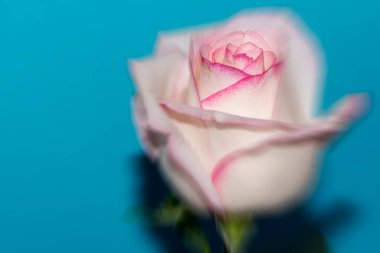 Mavi arka planda güzel bir gül çiçeği