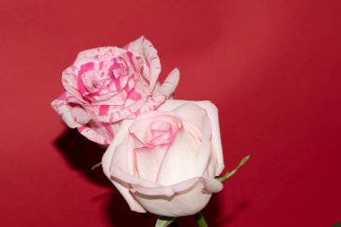 Kırmızı arka planda güzel güller