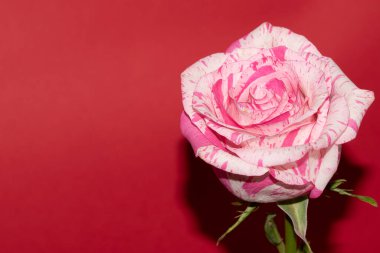 güzel gül kırmızı zemin üzerine