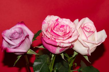 Kırmızı arka planda güzel güller