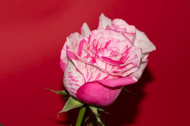 Kırmızı arka planda güzel güller