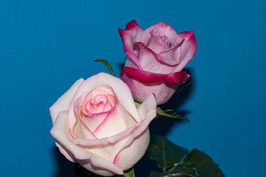 Mavi arka planda güzel gül çiçekleri