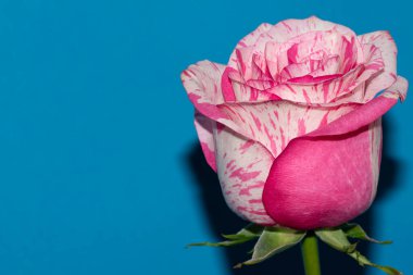 Mavi arka planda güzel bir gül çiçeği
