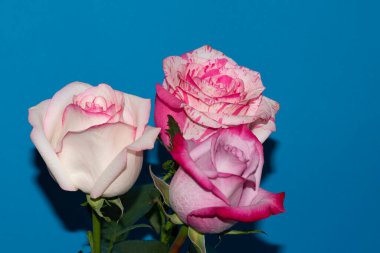 Mavi arka planda güzel gül çiçekleri