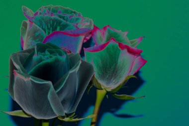 Güzel gül çiçeklerinin yakın plan görüntüsü, negatif