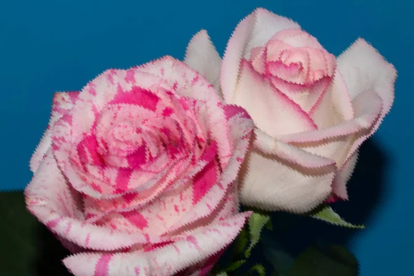 Mavi arka planda güzel gül çiçekleri