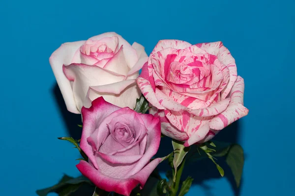 Mavi arka planda güzel gül çiçekleri