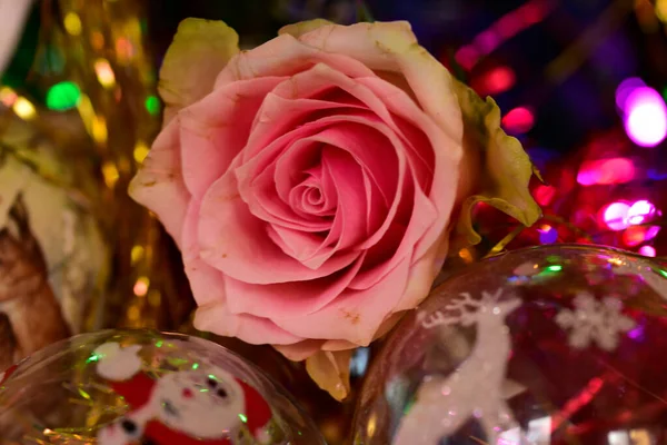 Weihnachtsdekoration Und Frische Blume Weihnachtsbaum — Stockfoto